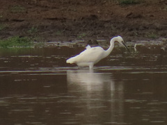 Egretta garzetta
