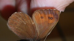 Erebia euryale
