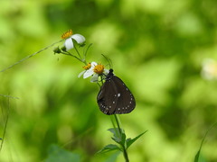 Euploea tulliolus