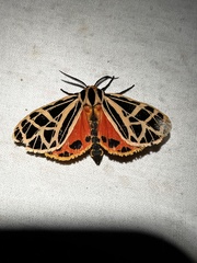 Apantesis parthenice