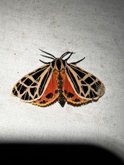 Apantesis parthenice