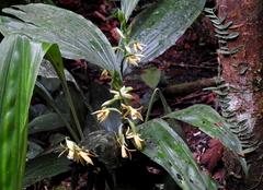 Epidendroideae