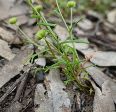 Brachyscome perpusilla