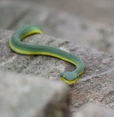 Craspedocephalus gramineus