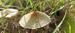 Lepiota cristata