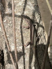 Podarcis virescens