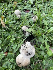Lycoperdaceae