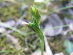Pterostylis pusilla