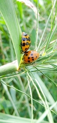 Harmonia axyridis
