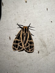 Apantesis parthenice