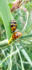 Harmonia axyridis