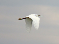 Egretta garzetta