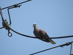 Streptopelia tranquebarica