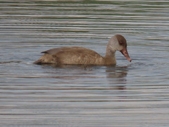 Netta rufina