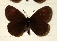 Erebia euryale