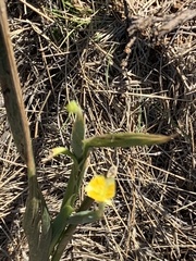 Hypoxis rigidula