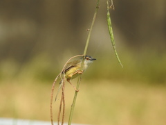Prinia flaviventris