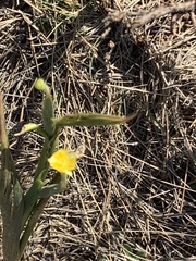 Hypoxis rigidula