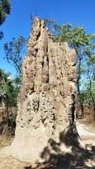 Nasutitermes triodiae