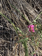 Hermannia coccocarpa