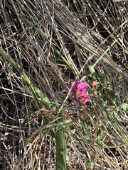 Hermannia coccocarpa