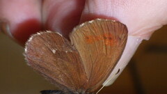 Erebia euryale