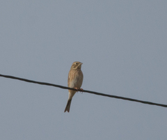 Emberiza leucocephalos