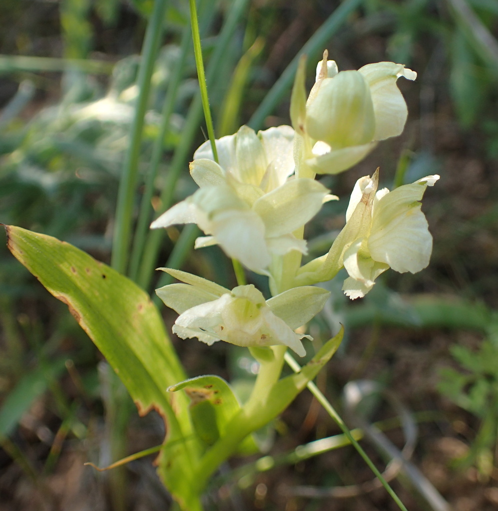 Pterygodium pentherianum