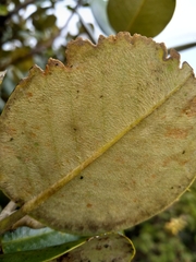 Magnolia