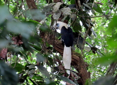 Berenicornis comatus