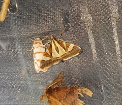 Agrioglypta excelsalis