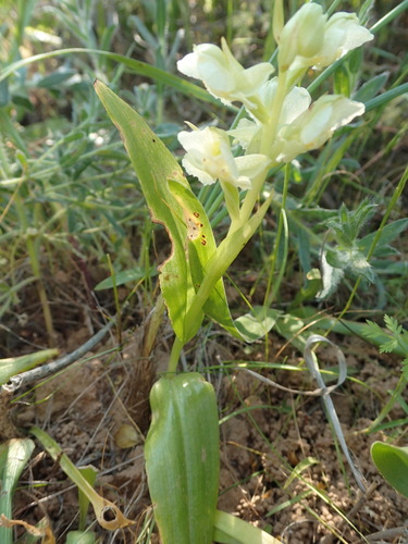 Image of Pterygodium pentherianum by no rights reserved