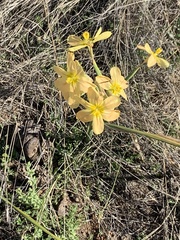 Moraea pallida
