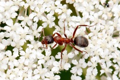 Formica rufibarbis