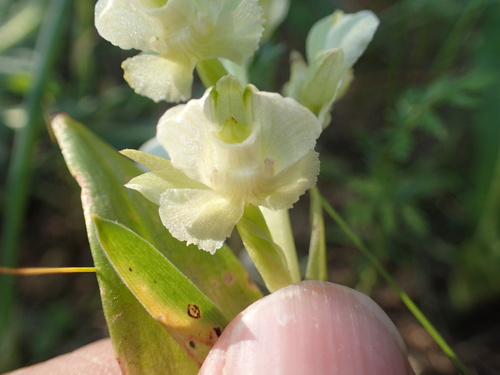 Image of Pterygodium pentherianum by no rights reserved