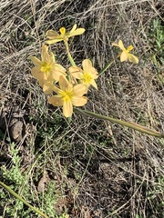 Moraea pallida