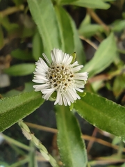 Eclipta prostrata