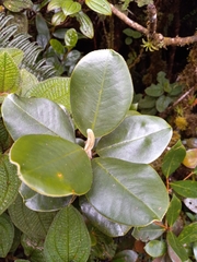 Magnolia