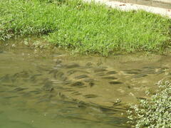 Oreochromis niloticus