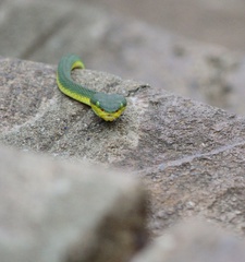 Craspedocephalus gramineus