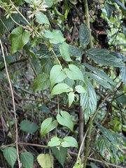 Mikania chenopodiifolia