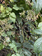 Mikania chenopodiifolia