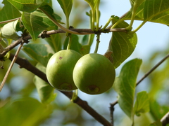 Meyna laxiflora