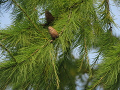 Larix sibirica