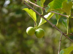 Meyna laxiflora