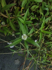 Eclipta prostrata