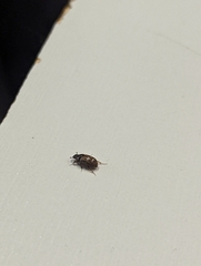 Aphodiini