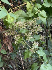 Mikania chenopodiifolia