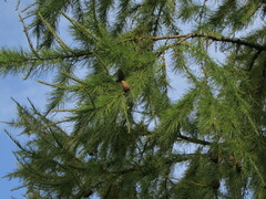 Larix sibirica