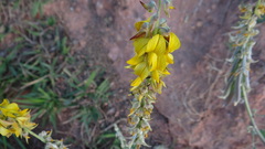 Crotalaria incana